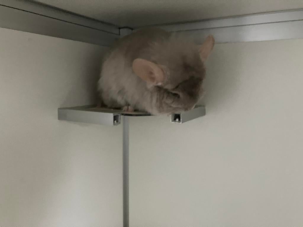 Zeer mooi chinchilla koppel, angora + angora drager, Chinchilla, Juni, Meerdere dieren, Tam