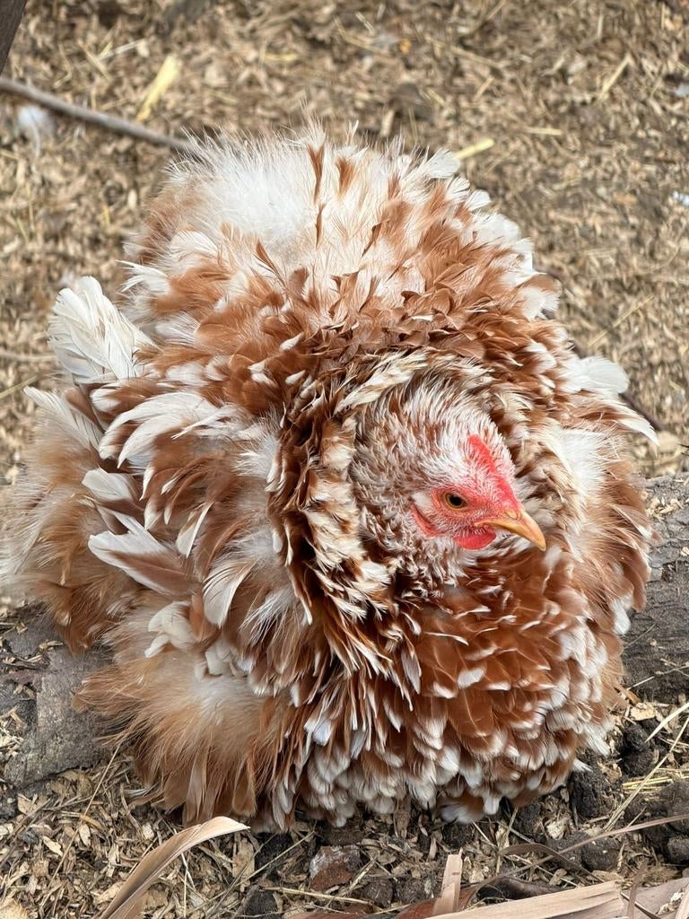 Leuke kriel kippen, Dieren en Toebehoren, Pluimvee, Meerdere dieren, Kip