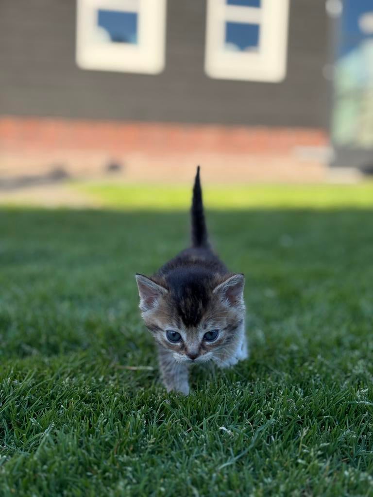 Kittens, geboren 22 maart, Dieren en Toebehoren, Poes