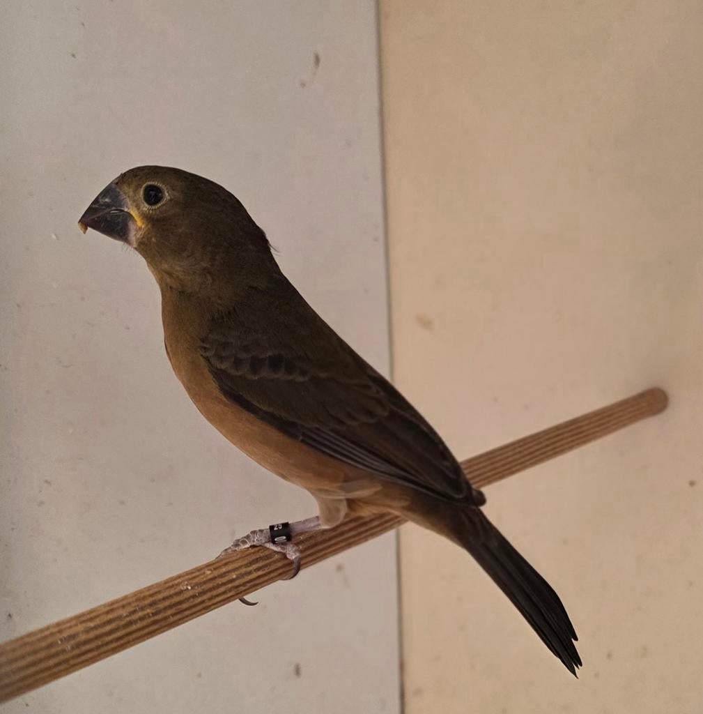 twatwa / twa twa jongeman, Dieren en Toebehoren, Vogels | Overige Vogels, Mannelijk, Tropenvogel, Geringd