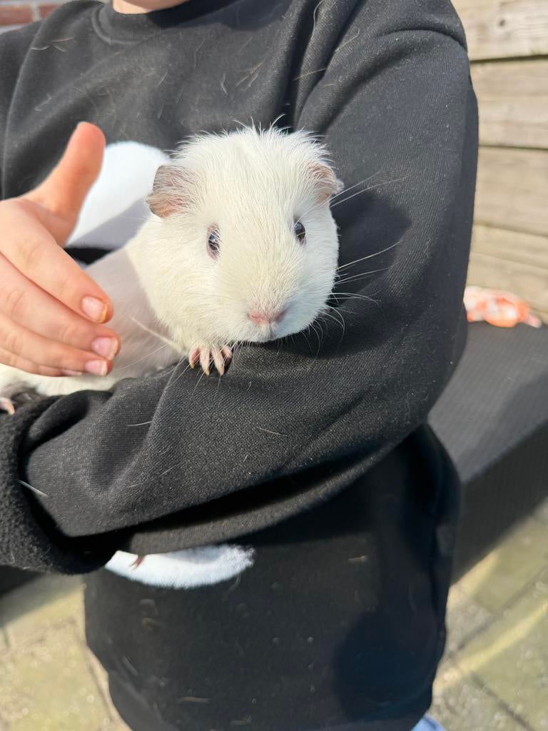 Lieve handtamme cavia (beertje), Cavia, Augustus, Mannelijk, Tam