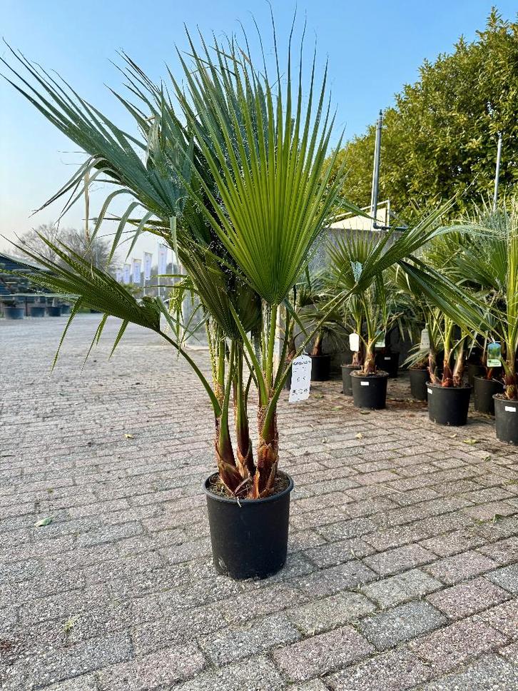 Wasingtonia Robusta €30, alleen afhaal Op=Op 130cm, Tuin en Terras, Planten | Tuinplanten, Vaste plant, Overige soorten, Volle zon