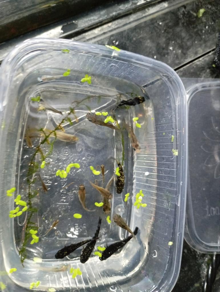 Ballon mollys en guppies en 1 blauwoogje  alles voor €10, Dieren en Toebehoren, Vis