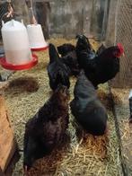 Broedeieren barnevelder goud gezoomd, Dieren en Toebehoren, Geslacht onbekend, Kip