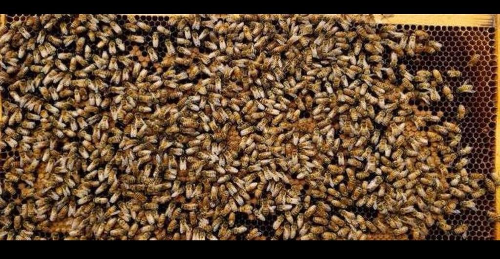 BIJENVOLK GEZOCHT!!, Dieren en Toebehoren, Insecten en Spinnen, Bijen