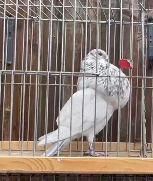 Gaditano doffer, Dieren en Toebehoren, Mannelijk, Kropper