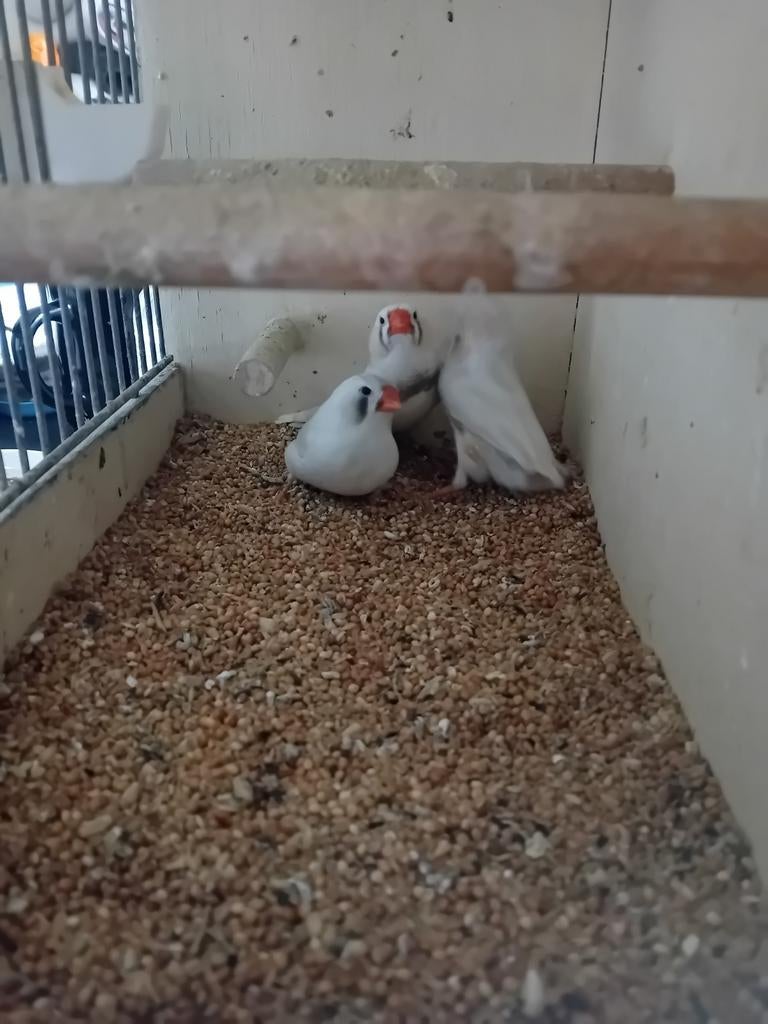 Zebravinken, Dieren en Toebehoren, Vogels | Overige Vogels, Meerdere dieren