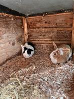 Twee dwerg konijnen, Dieren en Toebehoren, Vrouwelijk, Dwerg