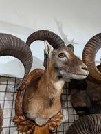 opgezet moeflon winkel borst preparaat hert taxidermie, Ophalen, Hert, Opgezet dier