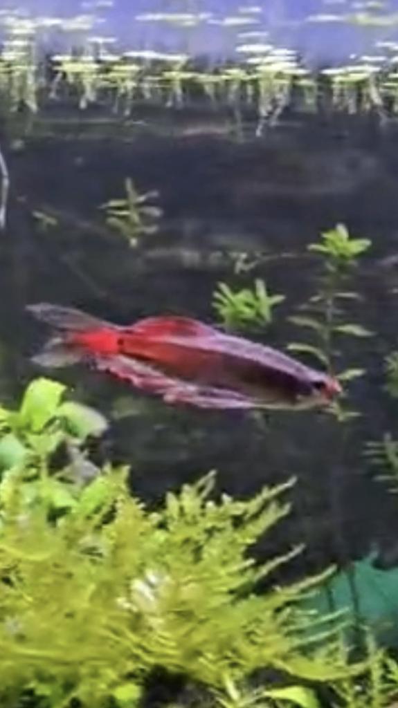 Gezocht voor een ware Danio Liefhebber, Dieren en Toebehoren, Vissen | Aquariumvissen, Vis, Zoetwatervis, Schoolvis