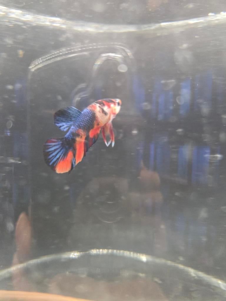 Kempvis man koi nemo desgewenst bezorgt aan huis, Vis, Zoetwatervis