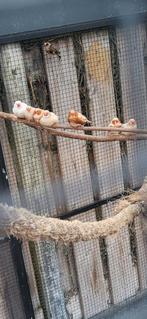 6 zebravinken, Dieren en Toebehoren, Meerdere dieren