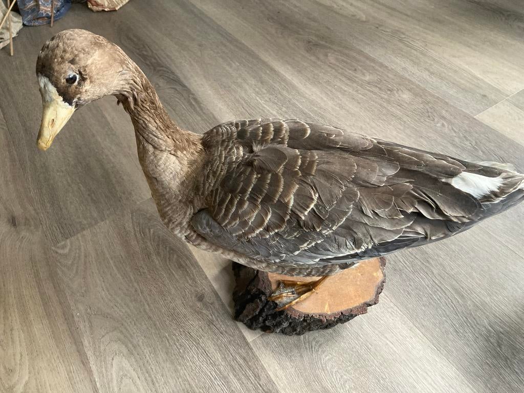 Opgezette grauwe gans op houten sokkel, Ophalen of Verzenden, Gebruikt, Vogel, Opgezet dier