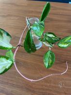 Hoya Carnosa Tricolor stekje - Prachtige wasbloem, Huis en Inrichting, Kamerplanten, Ophalen of Verzenden