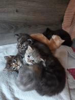 Mooie maincoon kittens, Dieren en Toebehoren, Meerdere dieren