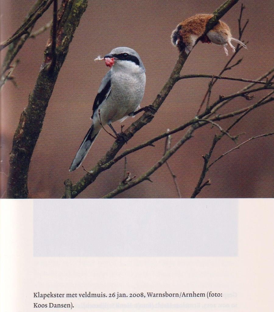 Zomeren, Koos van -  Het verlangen naar klapekster (2014), Ophalen of Verzenden, Zo goed als nieuw