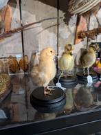 opgezet kippen kuiken vogel taxidermy kuikens eend, Ophalen of Verzenden, Zo goed als nieuw, Vogel, Opgezet dier