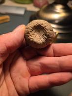 Poliep koraal versteend, Ophalen of Verzenden