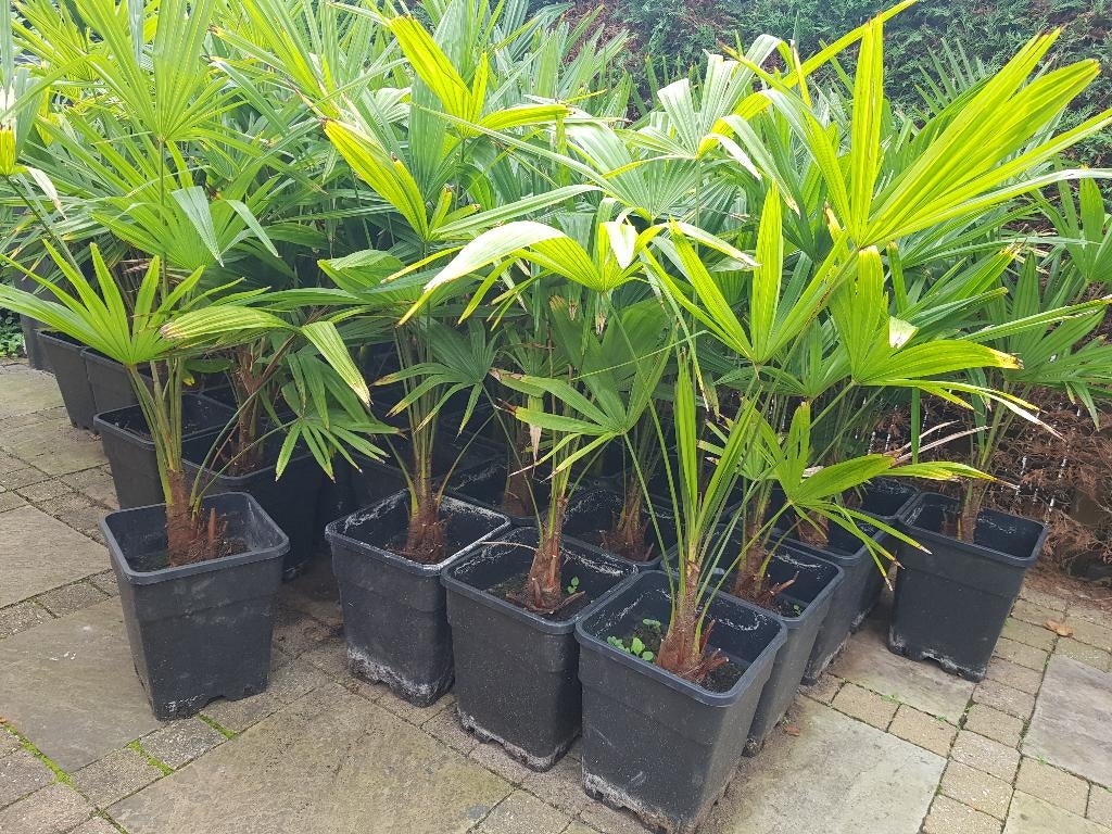 Palmboom trachycarpus 110cm hoog palm, Tuin en Terras, Planten | Tuinplanten, Volle zon, Vaste plant, Zomer, Ophalen