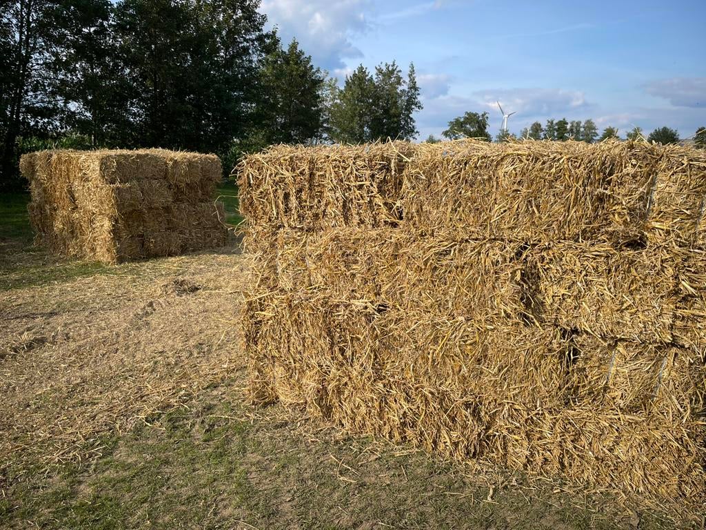 Kleine baaltjes tarwestro, Ophalen, Vee