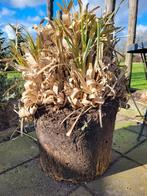 Pampus siergras, Ophalen, Siergrassen, Volle zon