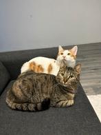 Katten gratis ophalen, Dieren en Toebehoren, Poes