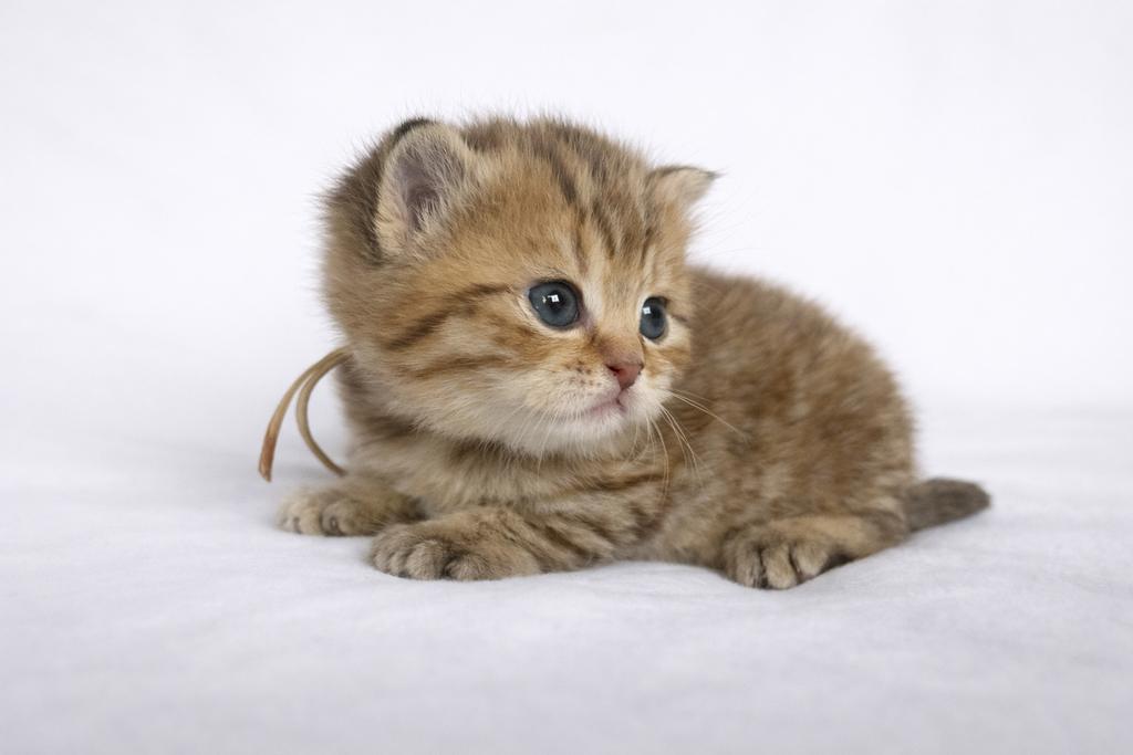 Nog 1 beschikbaar! uniek Britse korthaar kitten, Meerdere dieren