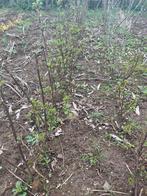 Bessenstruiken, Ophalen, Overige soorten, Struik, Minder dan 100 cm