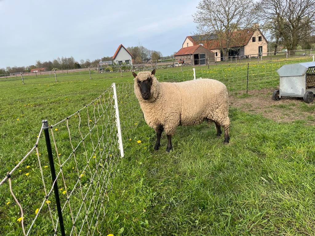 Ram clun forest, Dieren en Toebehoren, Mannelijk, Schaap
