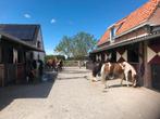 Logeeradres paard, Dieren en Toebehoren, Stalling en Weidegang, Weidegang, 4 paarden of pony's of meer