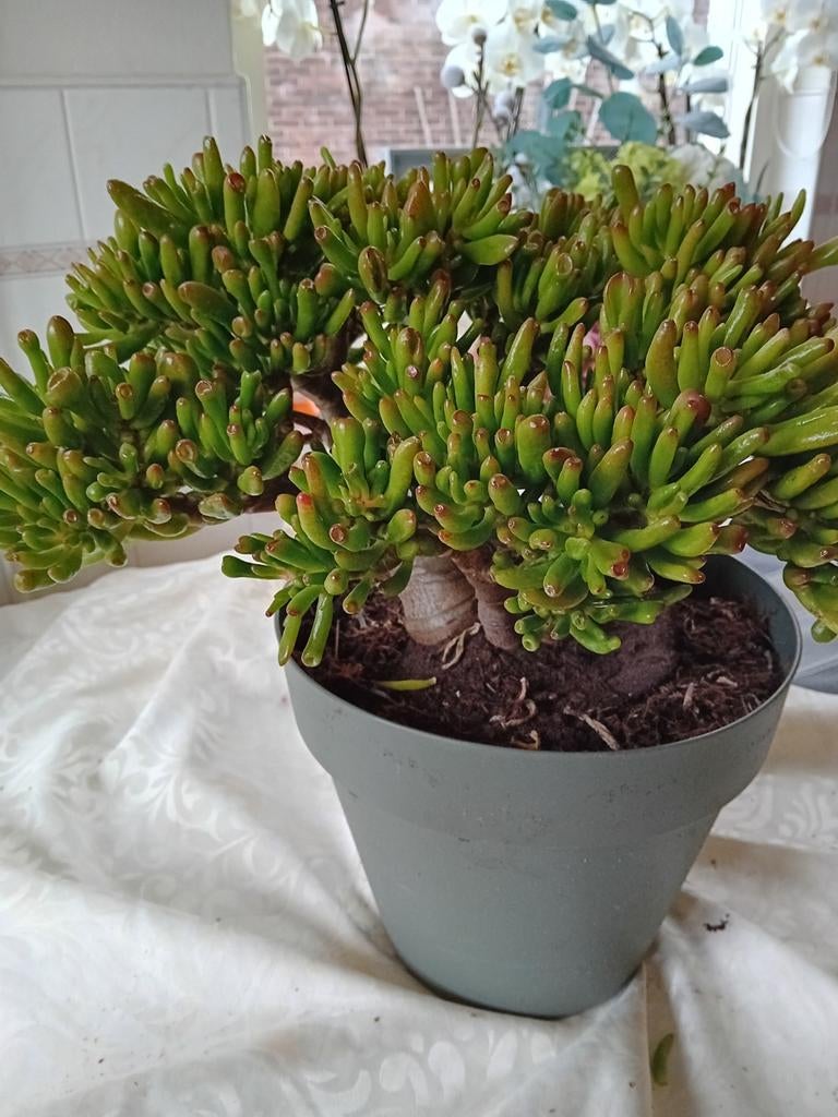 Prachtige Vetplant 'Gollum' in Pot, Ophalen of Verzenden, Rond