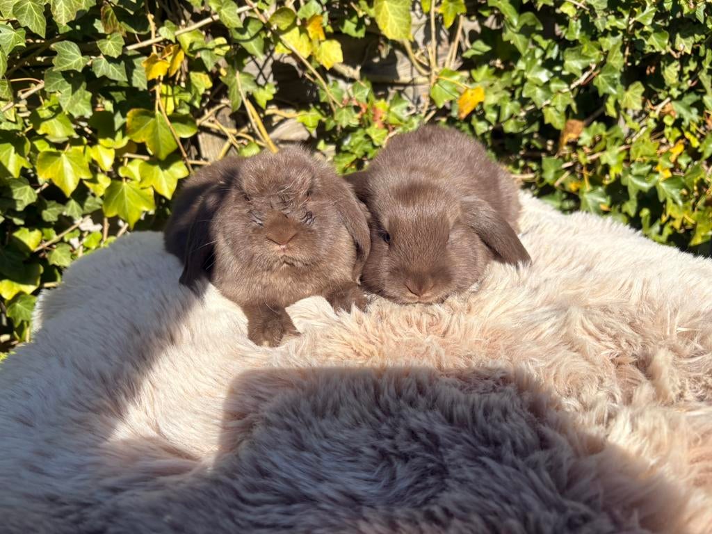Jong tam lief Nederlandse hangoor dwergkonijntje, Dieren en Toebehoren, Konijnen, Meerdere dieren, Dwerg, Hangoor