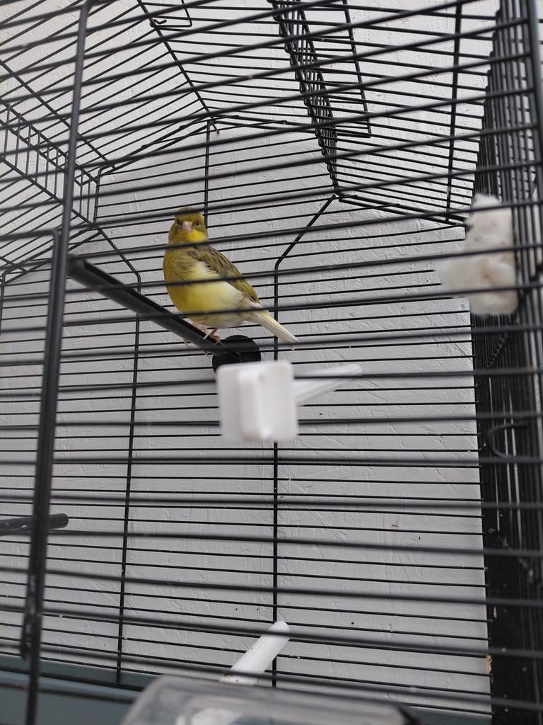 Kanarie man, Mannelijk, Kleurkanarie