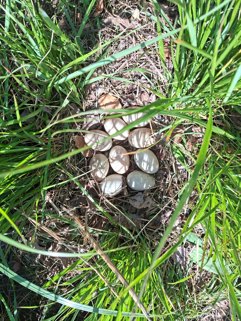 broedeieren van de franse Rouaaneend, Dieren en Toebehoren, Pluimvee, Geslacht onbekend, Eend
