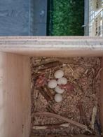 Forpus, Dieren en Toebehoren, Vogels | Parkieten en Papegaaien, Meerdere dieren, Parkiet