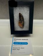 Mooie Afrovenator tand - Megalosaurid, Ophalen of Verzenden, Fossiel