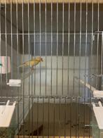 Kanarie te koop, Mannelijk, Kleurkanarie