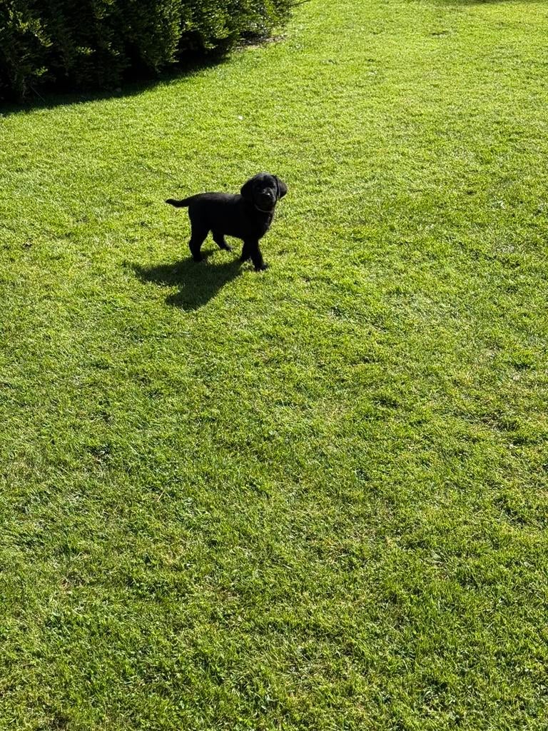 Labrador puppy’s nog 1 teefje beschikbaar, 8 tot 15 weken, Labrador retriever, Parvo, Meerdere
