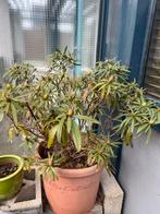 Olijfboom, bamboe, rozemarijn en rhododendron in pot, Volle zon, Vaste plant, Bloeit niet, Ophalen