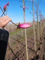 Magnolia Galaxy  beverboom paarse bloem  hoogstam magnolia, Ophalen of Verzenden, Overige soorten, Volle zon