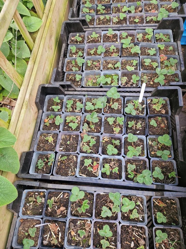 Aardbeiplantjes eerste jaars, Tuin en Terras, Ophalen, Minder dan 100 cm, Overige soorten, Zomer