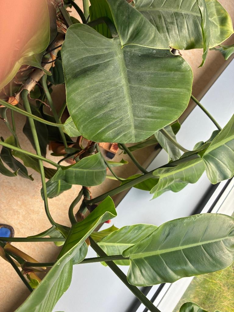 kamerplant, Ophalen, 100 tot 150 cm, Overige soorten, Halfschaduw