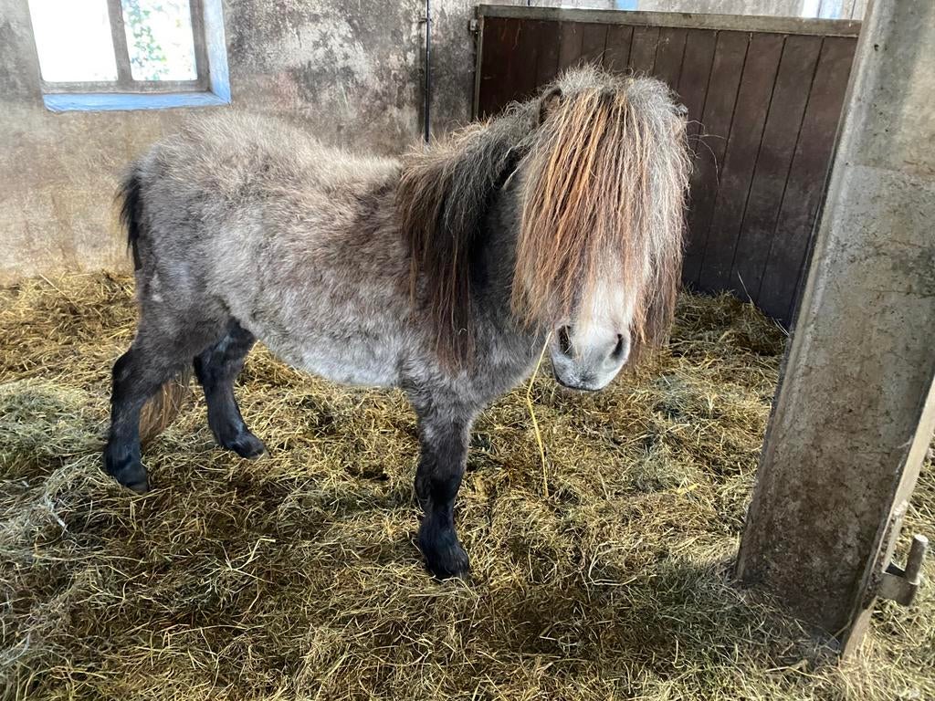 Prachige fok merrie, Dieren en Toebehoren, Merrie