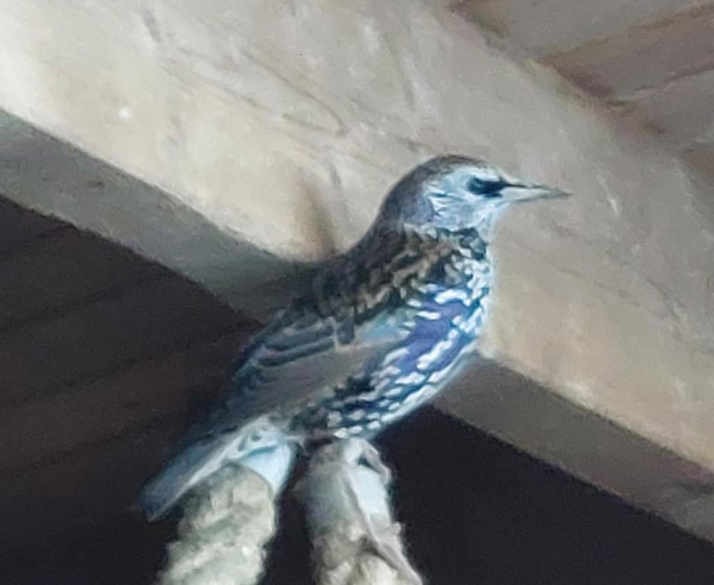 Europese spreeuw man, Dieren en Toebehoren, Vogels | Overige Vogels, Mannelijk, Wildzangvogel, Geringd