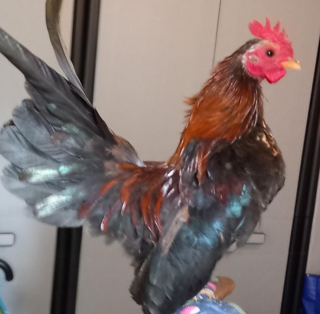 Mooi klein Serama haantje, Mannelijk, Kip