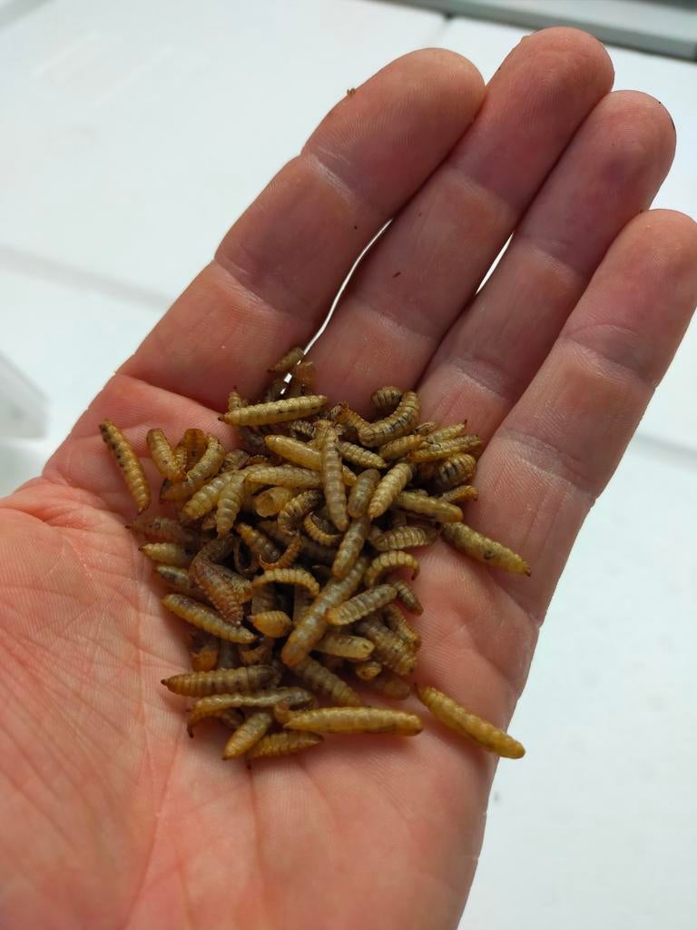 Gedroogde meelwormen 5 Liter 70 emmers beschikbaar, Ophalen of Verzenden