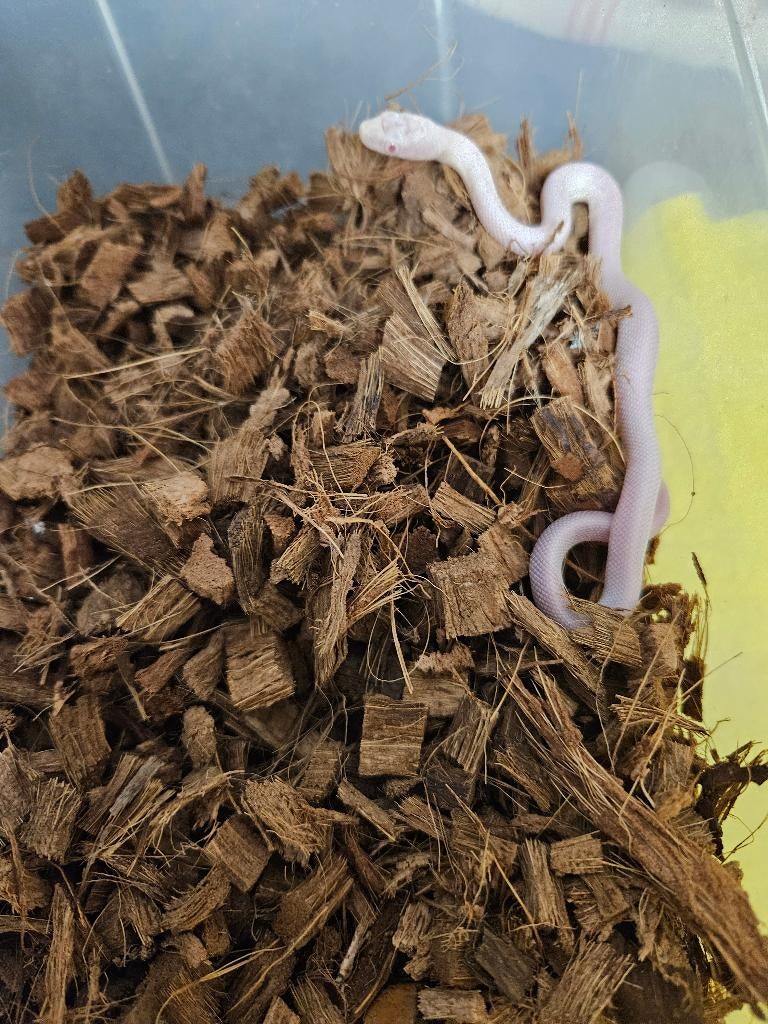 Pantherophis obsoleta lindheimeri Texaanse rattenslang Rat Snake - unknown for sale from TerShop