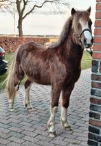 Tweejarige welsh a hengst, Hengst