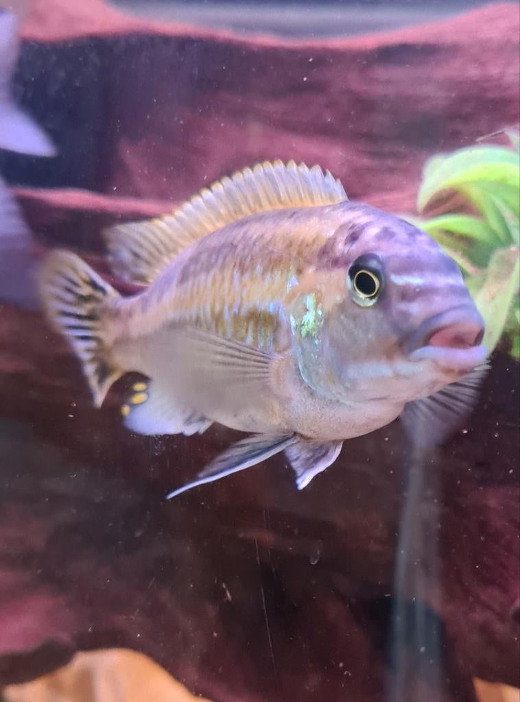 8 Malawi cichliden + 1 Ancistrus algeneter, Vis