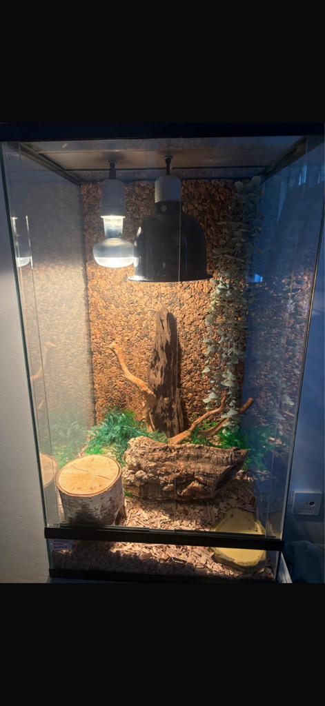 Rattenslagen+ terrarium, Dieren en Toebehoren, Reptielen en Amfibieën | Toebehoren, Ophalen of Verzenden, Zo goed als nieuw